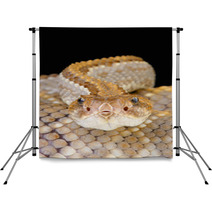 Aruba Rattlensnake / Crotalus Durissus Unicolor Backdrops 53448757