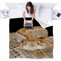 Aruba Rattlensnake / Crotalus Durissus Unicolor Blankets 53448757