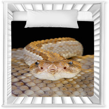 Aruba Rattlensnake / Crotalus Durissus Unicolor Nursery Decor 53448757