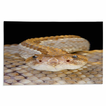 Aruba Rattlensnake / Crotalus Durissus Unicolor Rugs 53448757