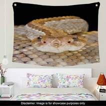 Aruba Rattlensnake / Crotalus Durissus Unicolor Wall Art 53448757