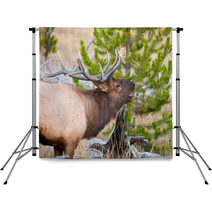 Roosevelt Elk With Big Antlers, Yellowstone NP Backdrops 59234488