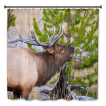 Roosevelt Elk With Big Antlers, Yellowstone NP Bath Decor 59234488