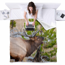 Roosevelt Elk With Big Antlers, Yellowstone NP Blankets 59234488