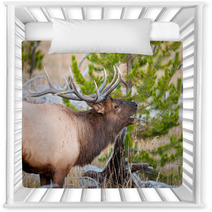 Roosevelt Elk With Big Antlers, Yellowstone NP Nursery Decor 59234488