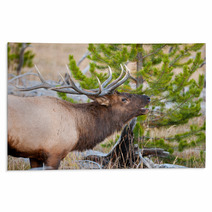 Roosevelt Elk With Big Antlers, Yellowstone NP Rugs 59234488