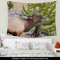 Roosevelt Elk With Big Antlers, Yellowstone NP Wall Art 59234488