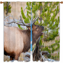 Roosevelt Elk With Big Antlers, Yellowstone NP Window Curtains 59234488