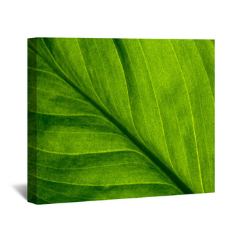 Leaf Wall Decor in Canvas, Murals, Tapestries, Posters & More