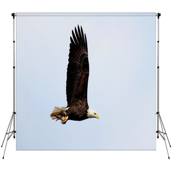 Eagle Custom Backdrops | Available in Ultra Large Custom Sizes