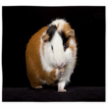 Guinea pig floor mat best sale