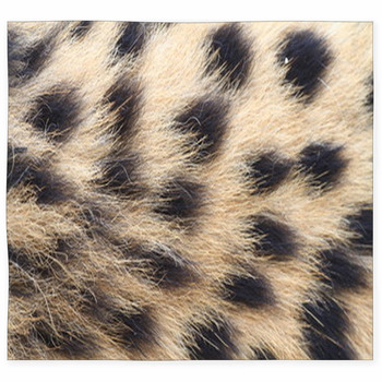 Cheetah print Area Rugs & Floor Mats