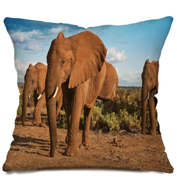 Safari Throw Pillows, Cases, & Shams