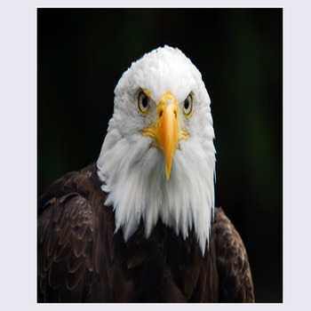 Bald Eagle Gallery Wrapped Canvas – Wild Wings