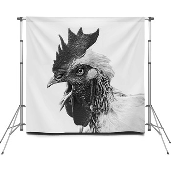 Little Chicken Photos, Photography Backdrop, Decoration Banner