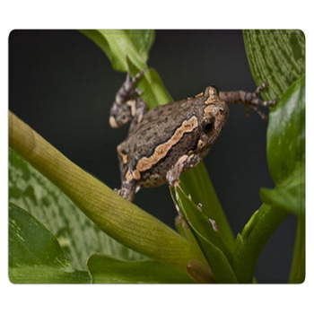 Asian Painted Frog Kaloula Pulchra Bath Mat