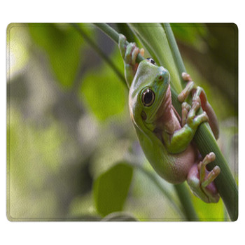 Australian Green Tree Frog Bath Mat