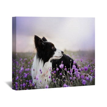 Border Collie, Posters, Art Prints, Wall Murals