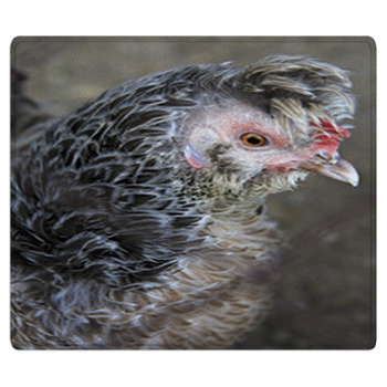 Breeds Curly Chicken In The Farm Bath Mat