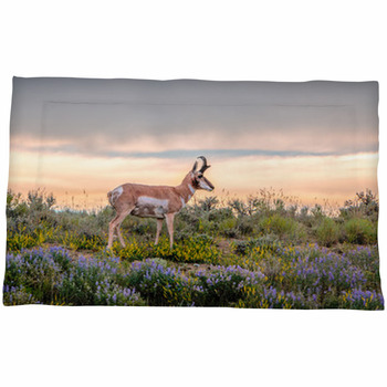 Antelope 2024 euro sham