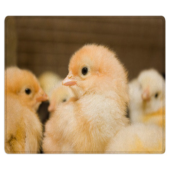 Chicken Broilers. Poultry Farm Bath Mat