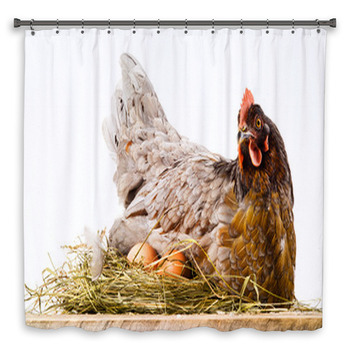 Chicken In Nest With Eggs Isolated On Shower Curtain