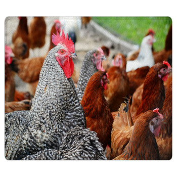 Chickens On Traditional Free Range Poultry Farm Bath Mat