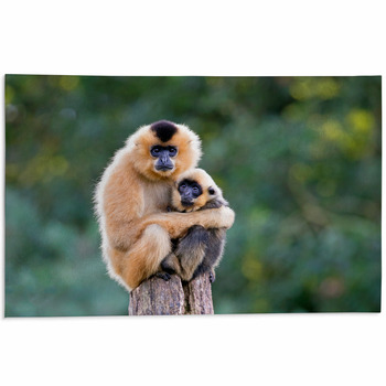 https://www.visionbedding.com/images/theme/close-image-of-yellow-cheeked-gibbon-monkey-nomascus-gabriallae-mother-with-child-in-the-forest-area-rug-381895459.jpg