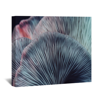 Mushroom Wall Decor in Canvas, Murals, Tapestries, Posters & More