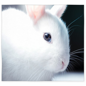 https://www.visionbedding.com/images/theme/close-up-portrait-of-cute-white-baby-bunny-custom-size-floor-mat-68143069.jpg