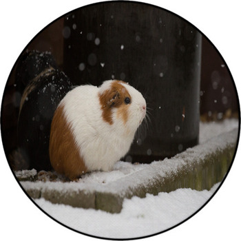 Guinea pig clearance rug