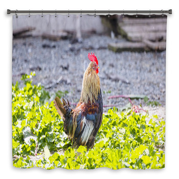 Colorful Rooster On A Farm Shower Curtain