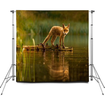 Fox Backdrops, Animal outlet Print Fabric Backdrop, Watercolor Art Custom Banner, Cute Photography Wall, Wildlife Photography Backdrop