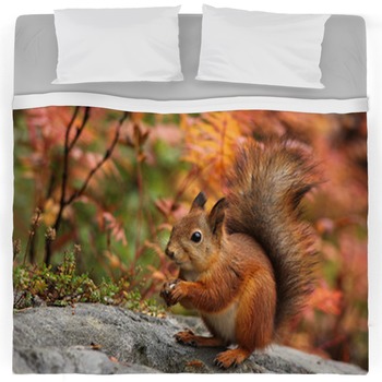 squirrel bedding