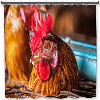 Eggs Chickens In The Local Farm Shower Curtain