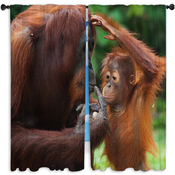 A Baby Orangutan in the Wild. Indonesia. the Island of Kalimantan