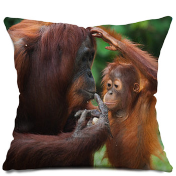 orangutan body pillow