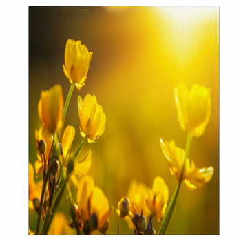 Spring Wall Decor in Canvas, Murals, Tapestries, Posters & More