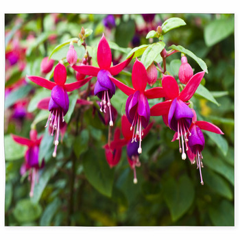 Fuchsia Area Rugs & Custom Size Floor Mats