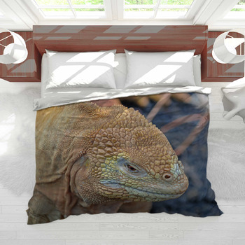 Bedding for outlet iguana