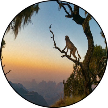 https://www.visionbedding.com/images/theme/gelada-baboon-sitting-on-a-branch-and-watching-the-sunset-round-rug-283744330.jpg