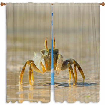 Crab Window Curtains & Drapes, Black Out