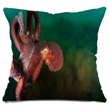 Octopus Throw Pillows, & Shams