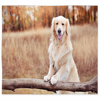 Dog Rugs & Custom Size Floor Mats