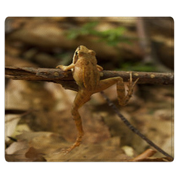 Greek Stream Frog (Rana Graeca) Bath Mat