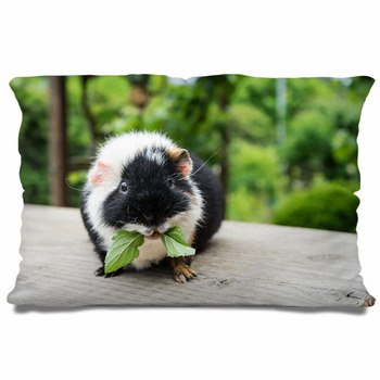 Cute guinea shop pig beds