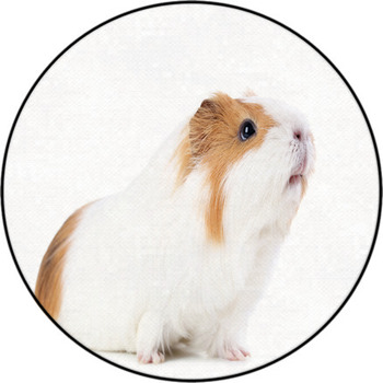 Guinea pig Rugs Custom Size Floor Mats