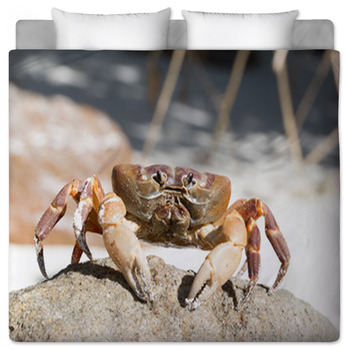  Ambesonne Hermit Crab Shower Curtain, High Detailed