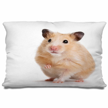 hamster pillow pet