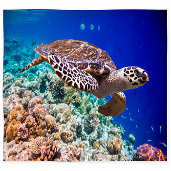 Turtle Area Rugs & Custom Size Floor Mats